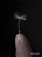 32k fotoart foto fotografie kunst composing bildbearbeitung blumen landschaft tiere portrait stil weithaler norbert